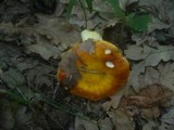 Russula aurea image