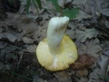 Russula aurea image