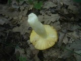 Russula aurea image