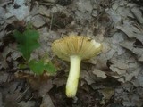 Russula aurea image