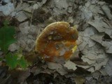 Russula aurea image