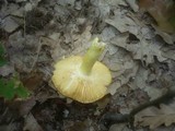Russula aurea image