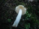 Russula clariana image