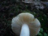 Russula clariana image
