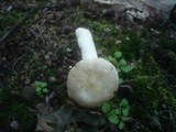 Russula clariana image
