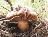 Chroogomphus ochraceus image