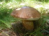 Boletus badius image