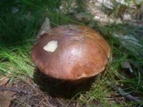 Boletus badius image