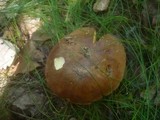 Boletus badius image