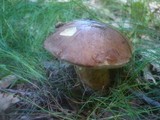 Boletus badius image