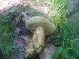 Boletus badius image