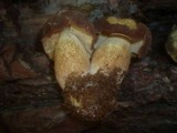 Boletus badius image