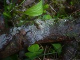Basidiodendron caesiocinereum image