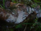 Basidiodendron caesiocinereum image