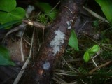 Basidiodendron caesiocinereum image