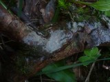 Basidiodendron caesiocinereum image