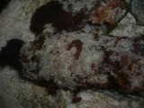 Botryobasidium laeve image