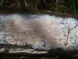Ceriporia purpurea image