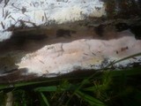 Ceriporia purpurea image