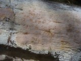 Ceriporia purpurea image