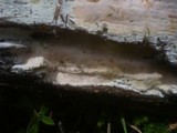 Ceriporia purpurea image