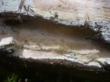 Ceriporia purpurea image