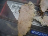 Ceriporia purpurea image