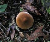 Cystoderma fallax image