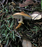 Cystoderma fallax image