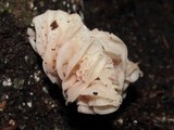 Hemimycena candida image