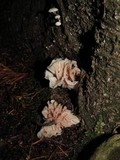 Hemimycena candida image