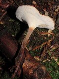 Polyporus leptocephalus image