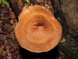 Polyporus leptocephalus image