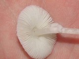 Leucocoprinus brebissonii image