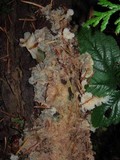 Merulius tremellosus image