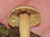 Gymnopus peronatus image