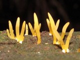 Calocera cornea image