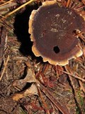 Coltricia perennis image