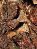 Coltricia perennis image