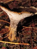 Coltricia perennis image