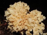 Sparassis crispa image