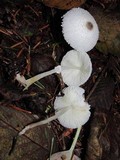 Leucocoprinus brebissonii image