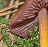 Mycena rutilantiformis image