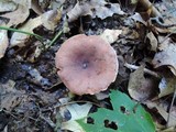 Lactarius helvus image
