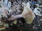 Lactarius helvus image