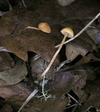 Galerina clavata image