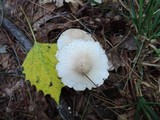 Lepiota clypeolaria image