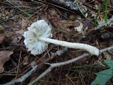 Lepiota clypeolaria image