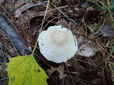Lepiota clypeolaria image