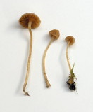 Galerina clavata image